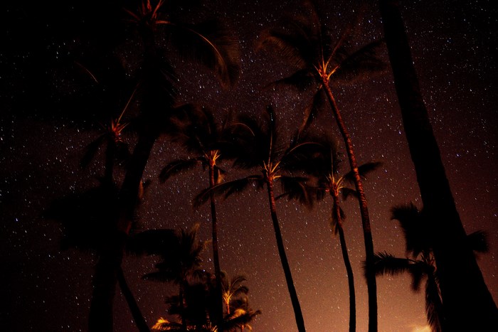 Palm trees against a starry night sky