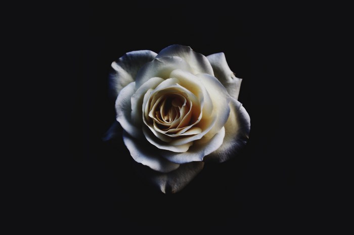 Elegant White Rose with Dark Floral Ornament