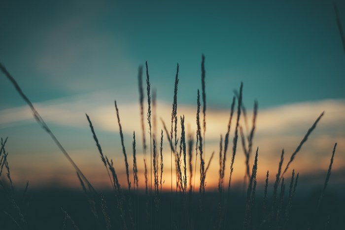 Silhouetted grass against a sunset sky