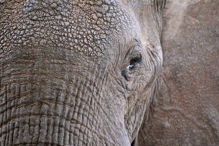 Close-up of an elephant's textured skin and eye