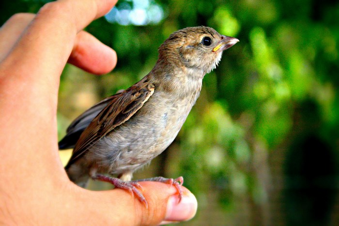 Sparrow perched on a finger with green foliage background