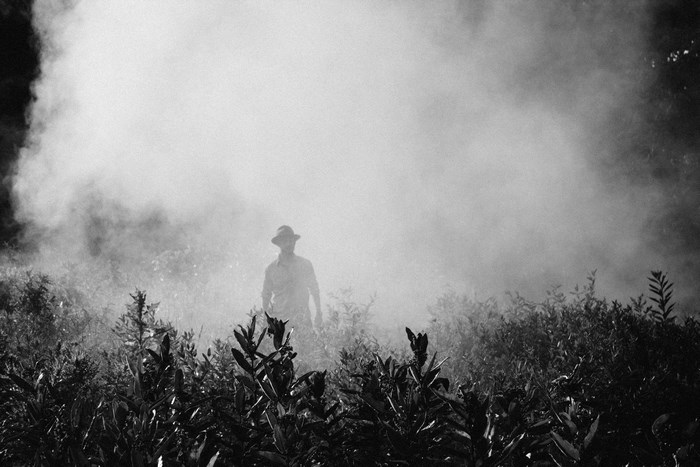 Man in a hat in smoke and plants