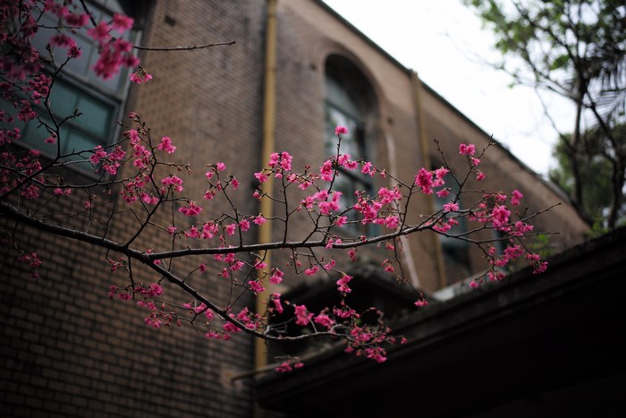 Pink cherry blossoms in front of a brick building