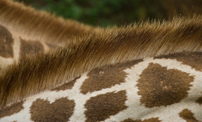 Close-up of a Giraffe's Mane and Patterned Skin