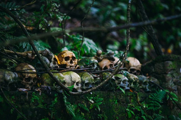 Skulls in a lush, green jungle setting