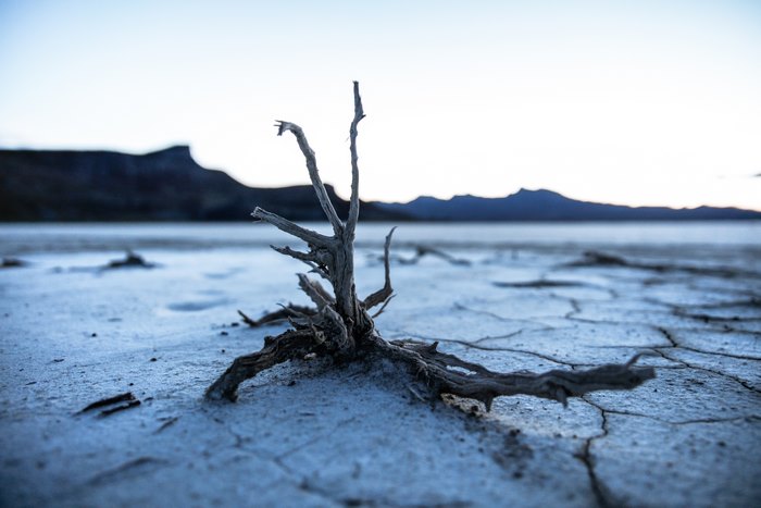 Dry dead tree roots on cracked earth with mountains in background