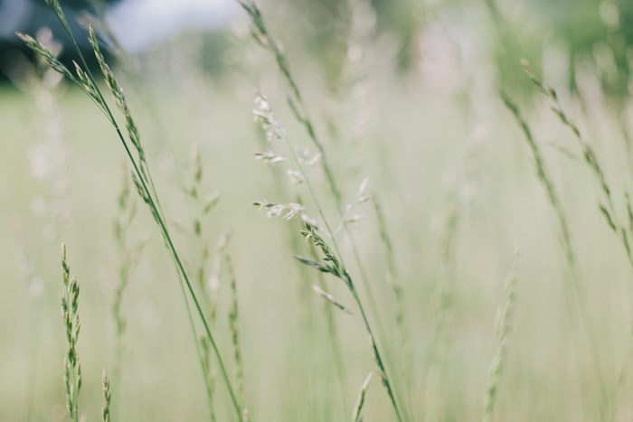 Close-up of tall green grass in a field