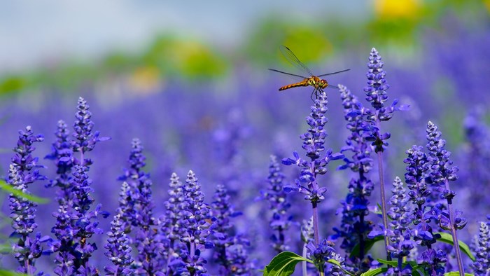 Dragonfly perched on purple lavender flowers in a field