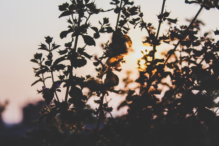 Silhouette of plants against golden hour sunset