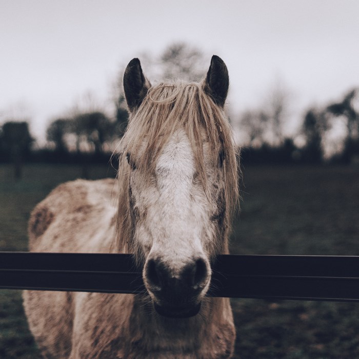 Horse with mane behind a fence