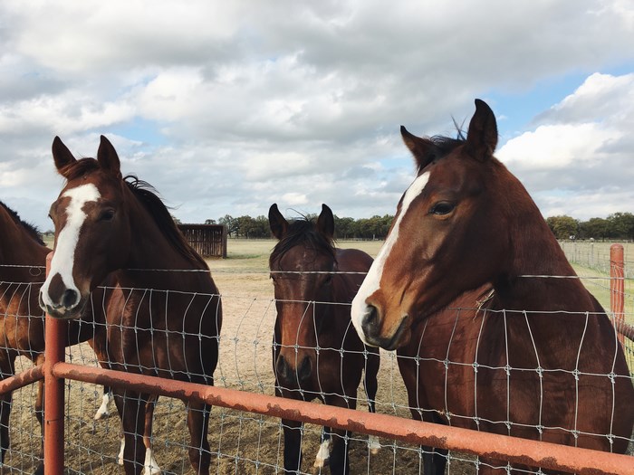 Horses behind a fence in a field