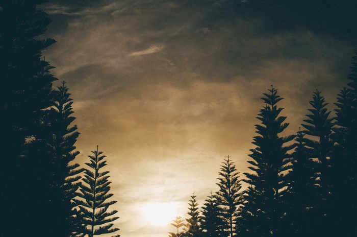Silhouette of pine trees against a cloudy sunset sky