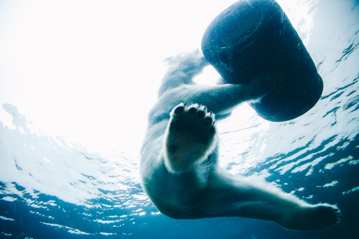 Polar bear playing with a barrel underwater