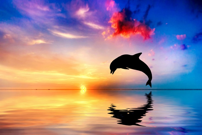 Dolphin jumping at sunset over the ocean