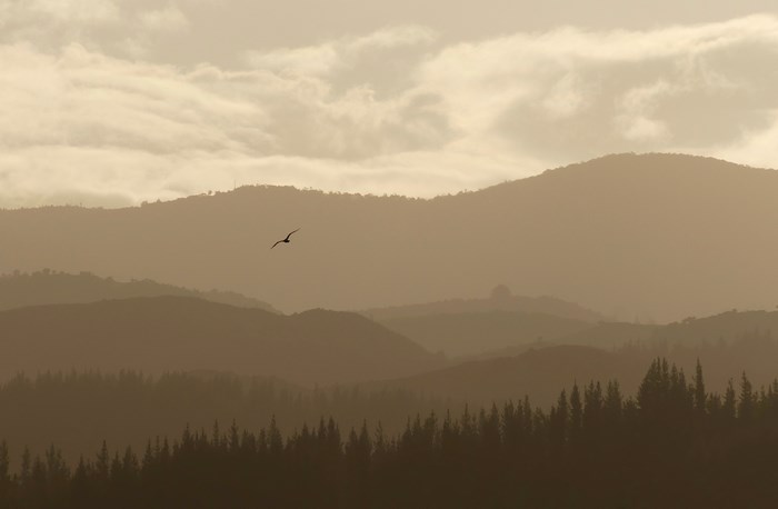 Bird flying over layered mountains at Abel Tasman, New Zealand