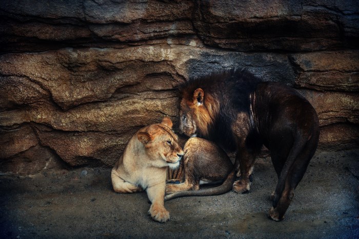 Tender Moment Between Lion and Lioness in Rocky Habitat