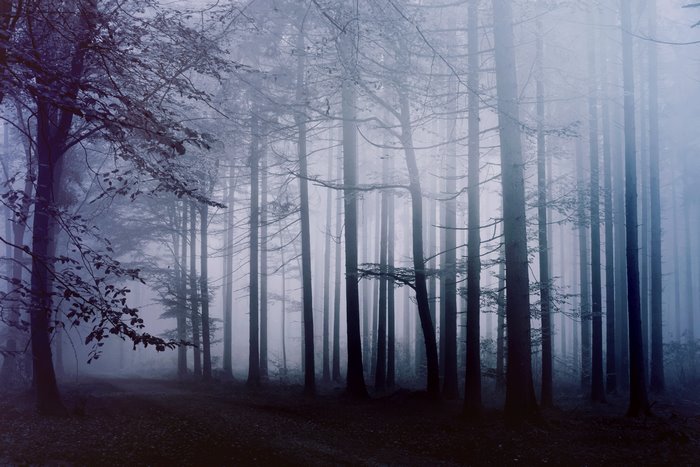 Misty forest with tall trees