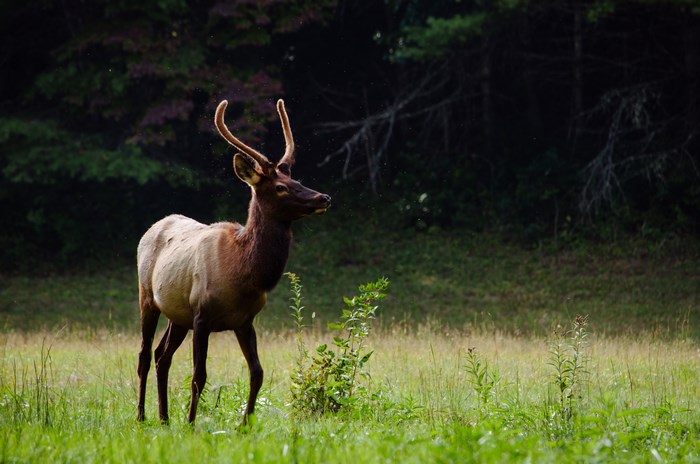 Elk with antlers in a grassy field