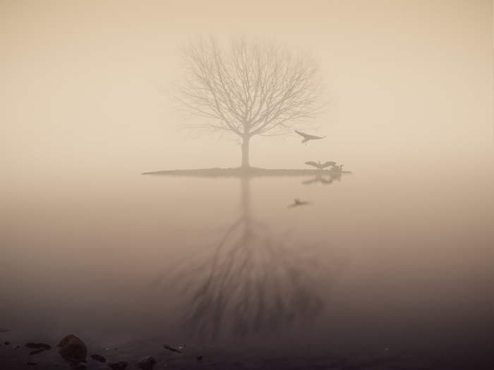 Tree and birds in fog over lake