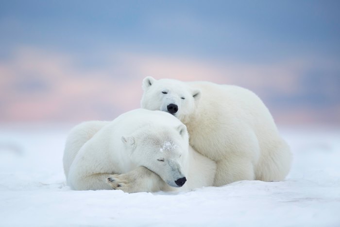 Two polar bears sleeping on snow