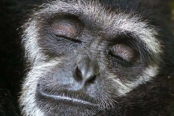 Gibbon sleeping in Koh Samui, Thailand