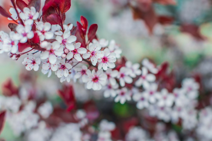 Close-up of white cherry blossoms with red leaves