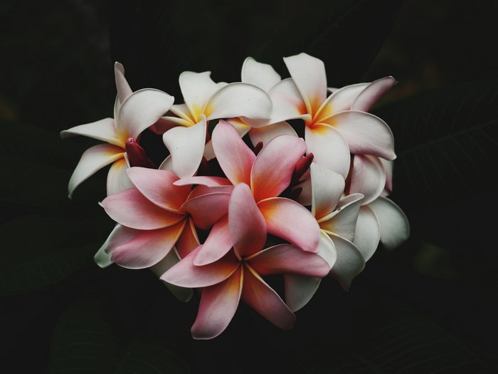 Pink and white plumeria flowers on black background