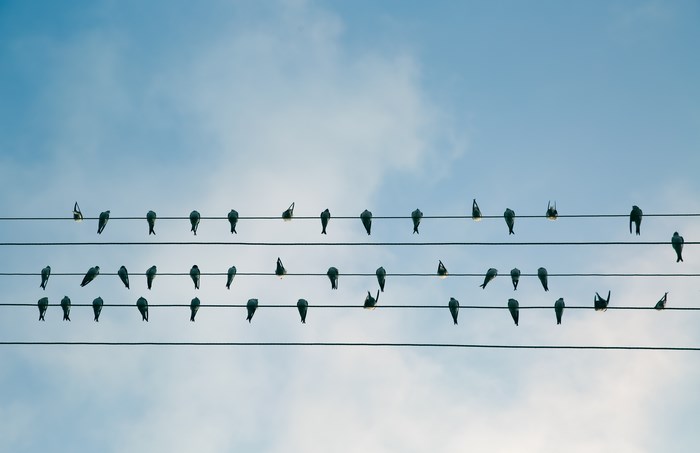 Flock of birds perched on power lines and blue sky
