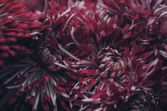 Close-up of deep red and white chrysanthemums