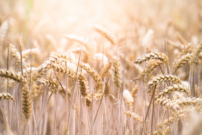 Field of ripe wheat under warm sunlight