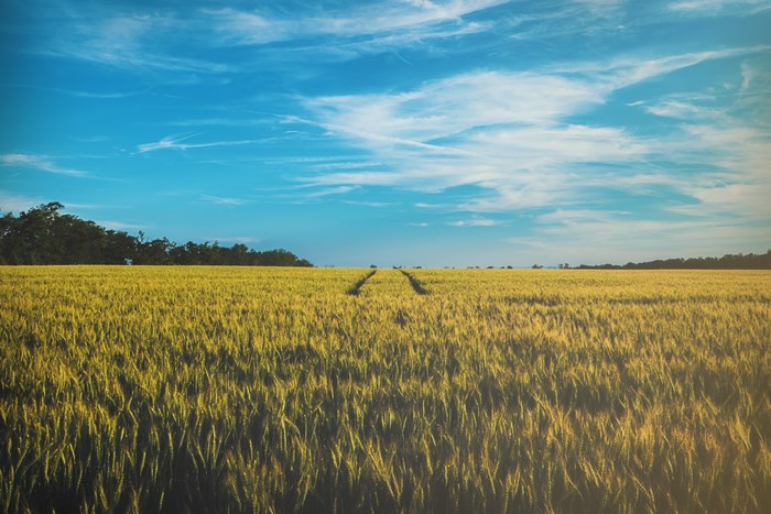 Wheat field with tire tracks under a blue sky