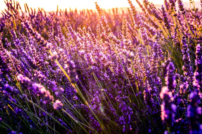 Lavender field in Provence, France during golden hour