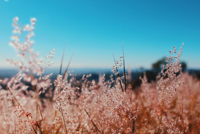 Pink grass flowers against a bright blue sky