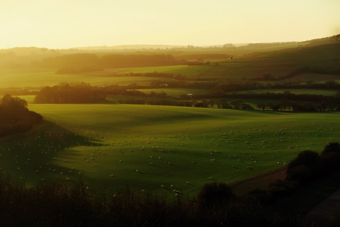 Sheep grazing in a sunlit valley in Hampshire, England