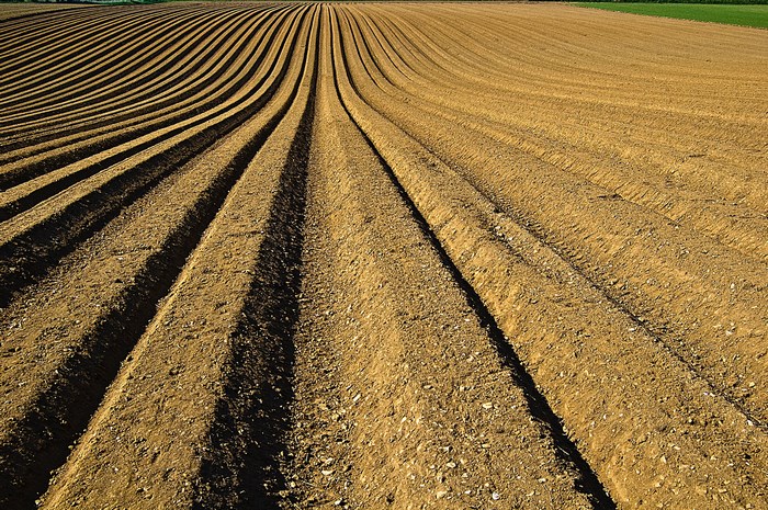 Ploughed field with curved rows of soil