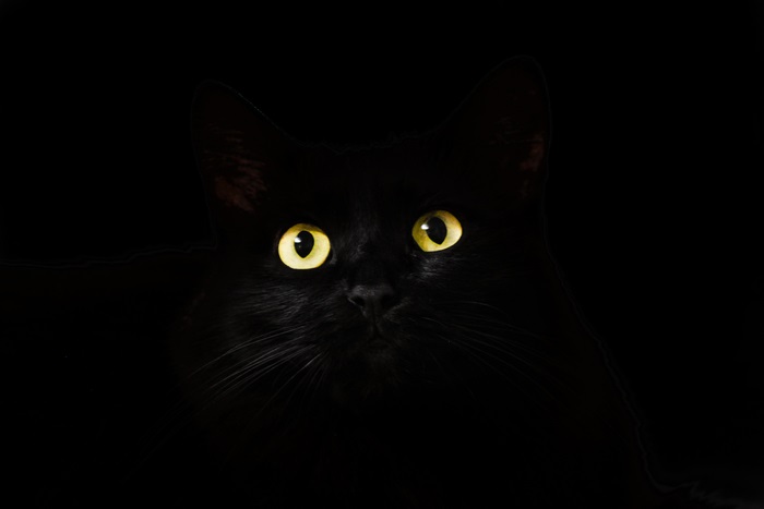 Black cat with yellow eyes in darkness
