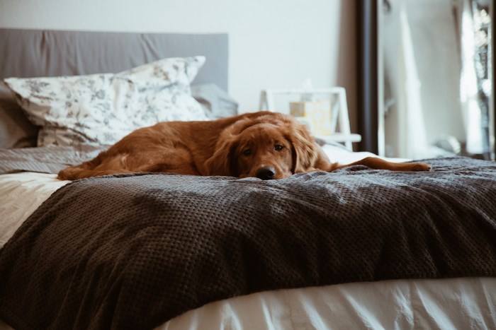 Brown dog relaxing on a bed with blankets