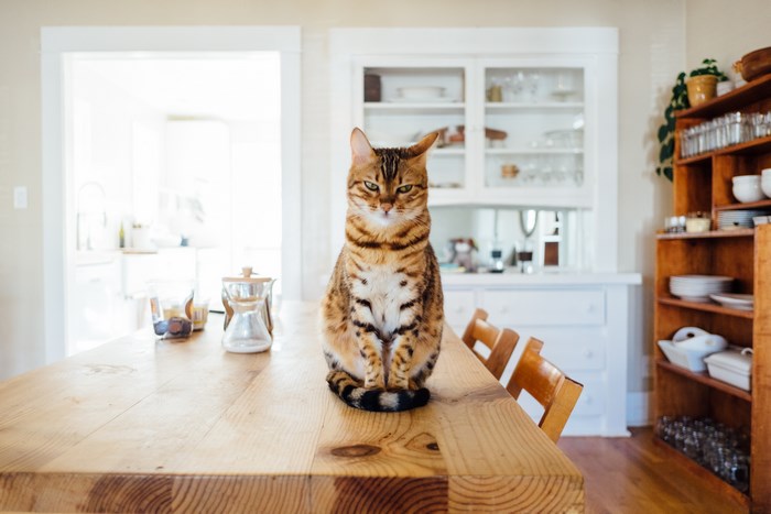 Bengal cat sitting on a wooden table in a kitchen