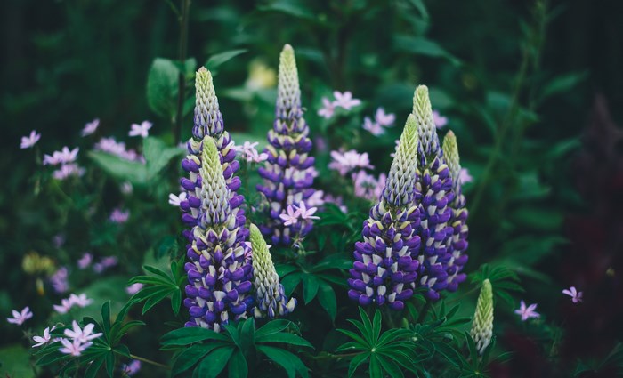 Purple and white lupine flowers in a garden