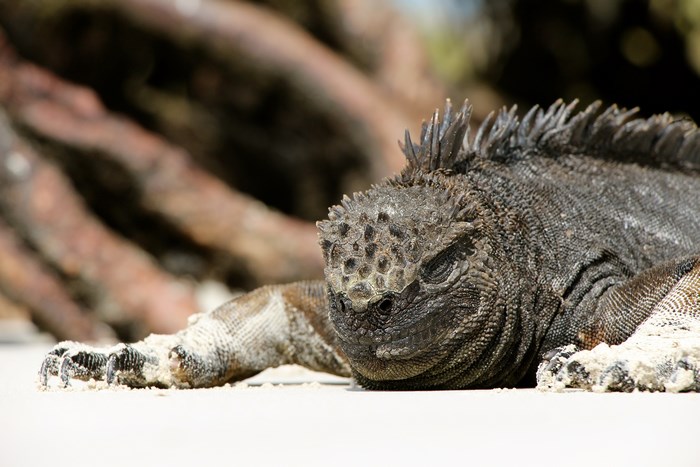 Marine Iguana on Galapagos Island Beach