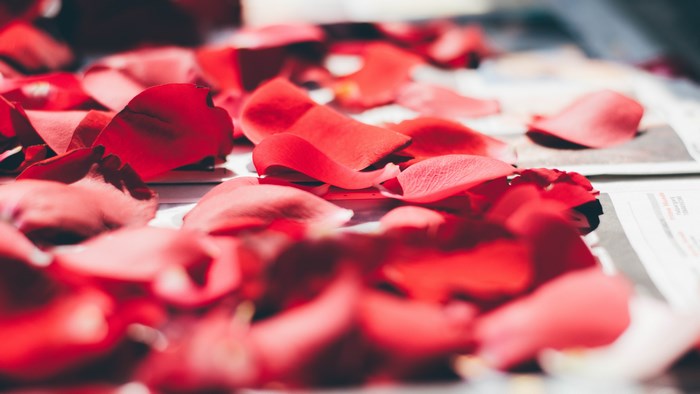 Red rose petals scattered on a surface
