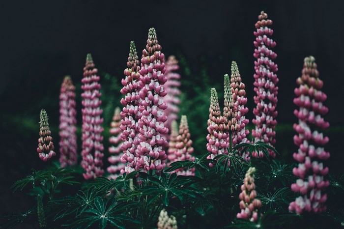 Pink lupin flowers in a dark forest setting