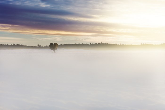 Lone tree in a misty field at dawn