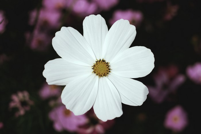 White Cosmos Flower with Pink Bokeh Background
