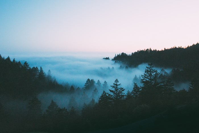 Foggy forest on Mt. Tamalpais at sunset