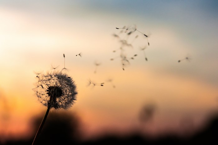Dandelion Seeds Blowing at Sunset
