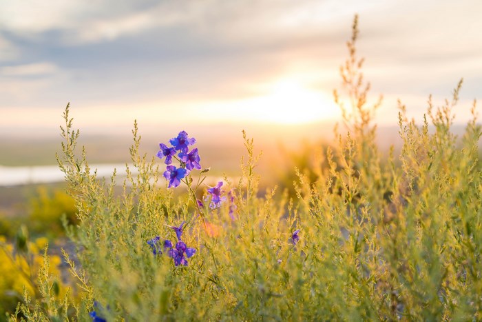 Purple wildflowers in golden hour light