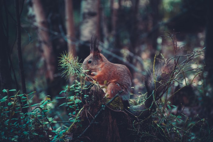 Squirrel eating a pine branch in a dark forest