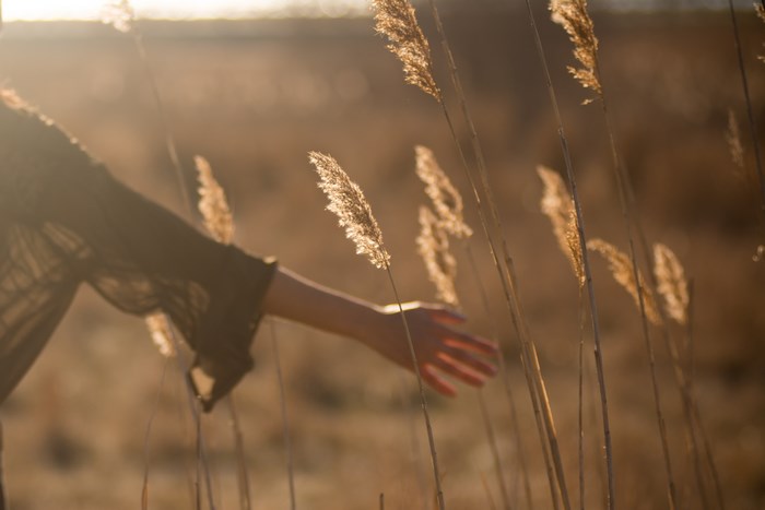 Woman's hand touching tall grass in golden hour sunlight