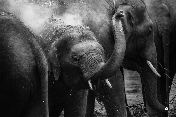 Baby elephant playing with dust at Bannerghatta Biological Park
